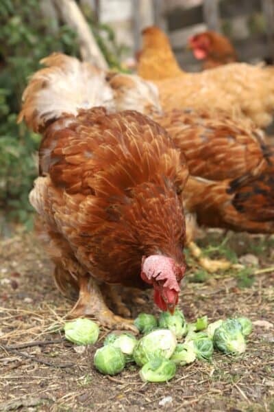 chickens eating Brussels sprouts