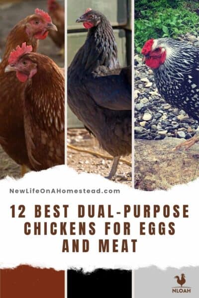 dual-purpose chickens pin image