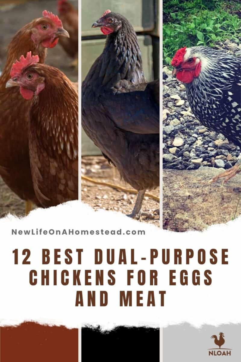 Photo inspiration: Gallery Detail: 12 Best Dual Purpose Chickens For Eggs And Meat