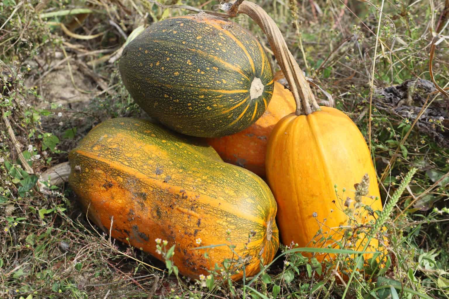 four harvested pumpkins