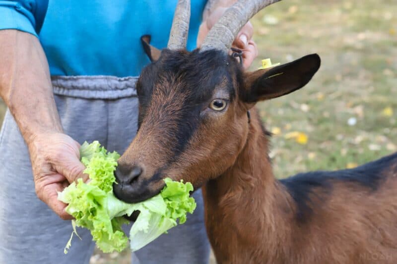 goat munching on kale