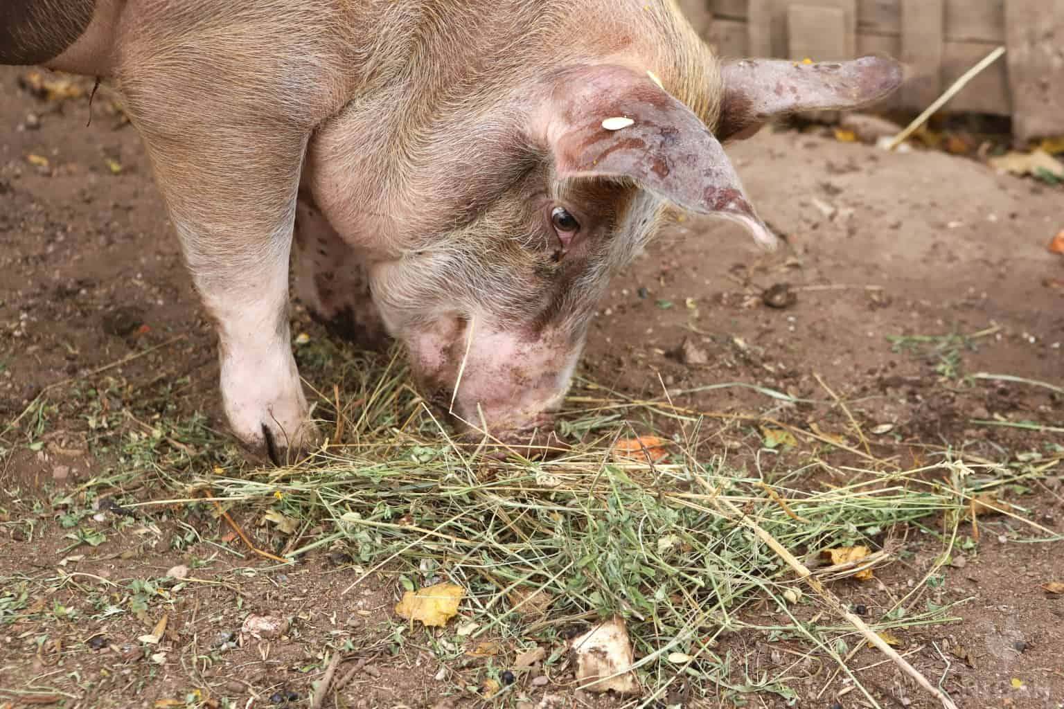 pig eating some hay