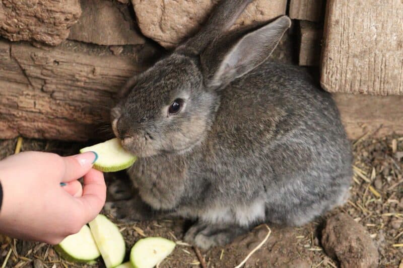 rabbit being fed zucchini slices