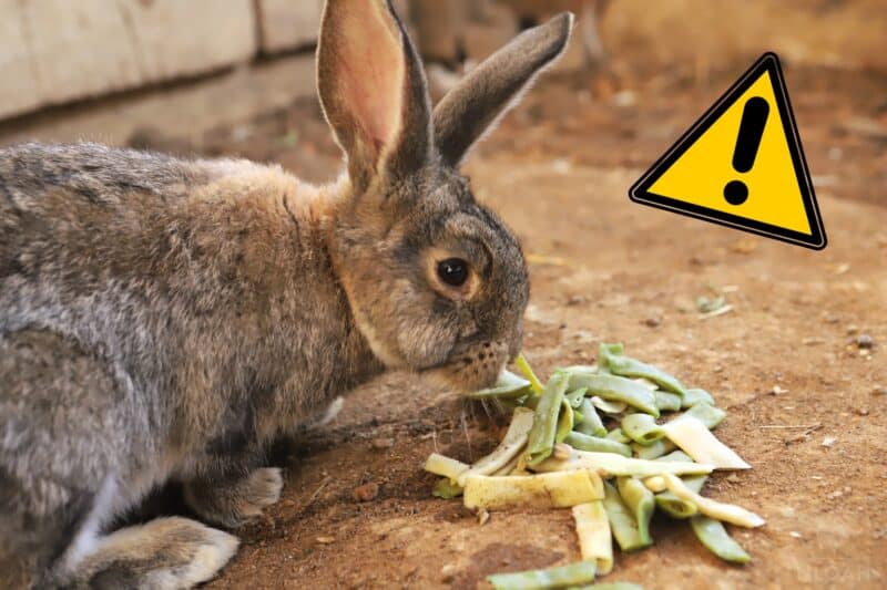 rabbit eating a bunch of green beans
