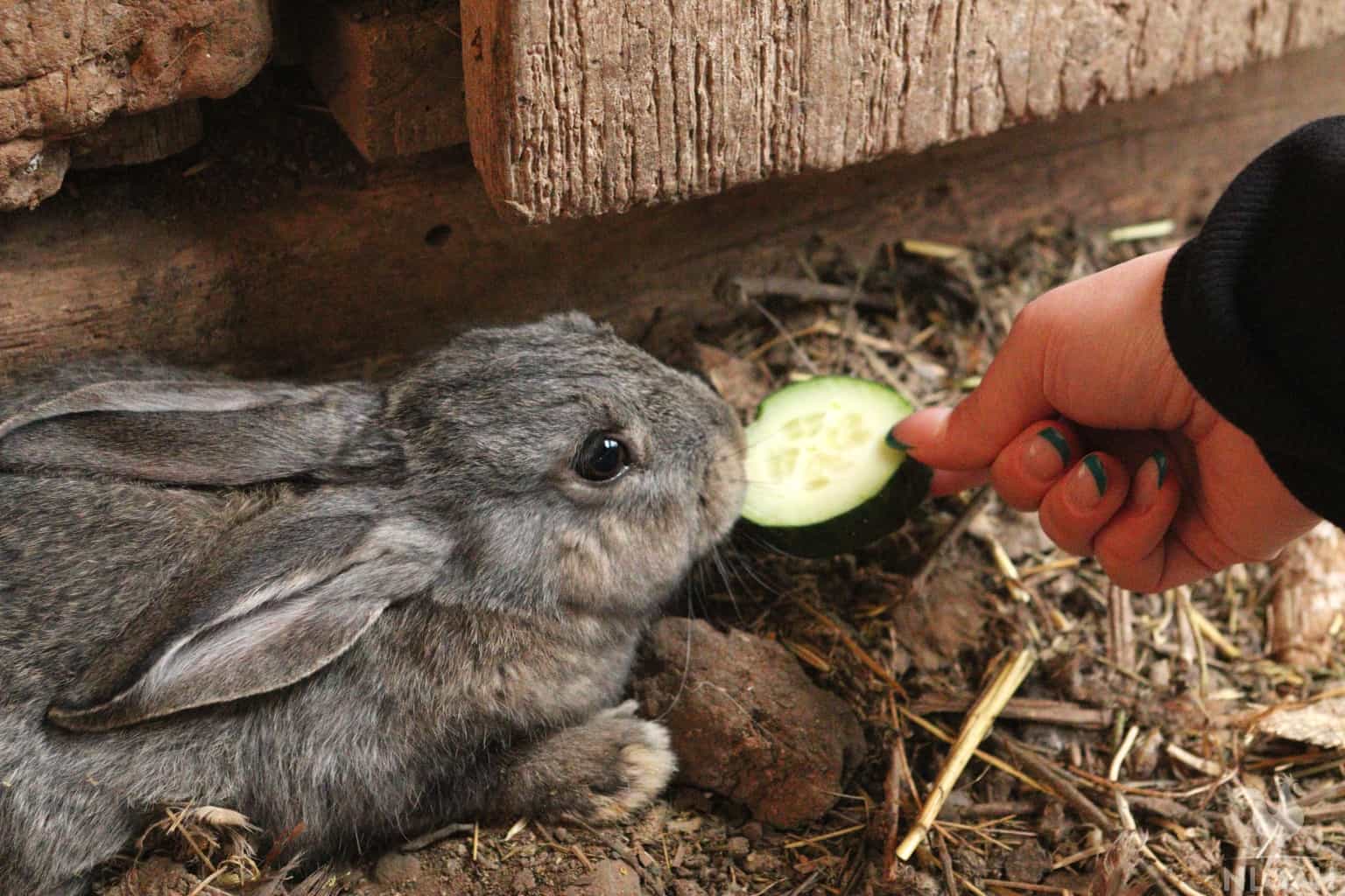 rabbit eating a slice of cucumber