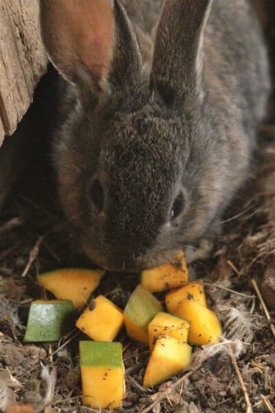 rabbit eating diced mango