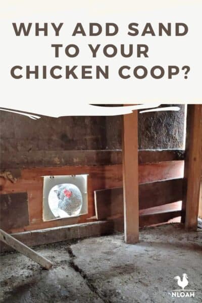 sand in chicken coop pin image