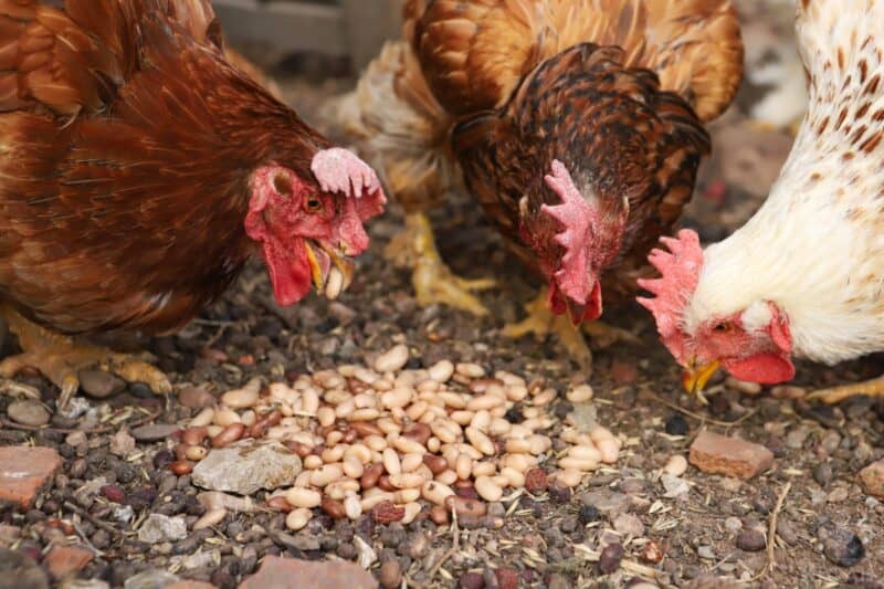 three hens eating cooked beans