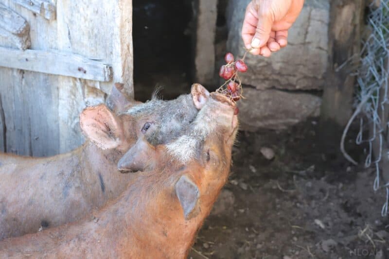 two piglets nibbling on some grapes