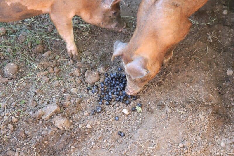 two pigs eating blueberries