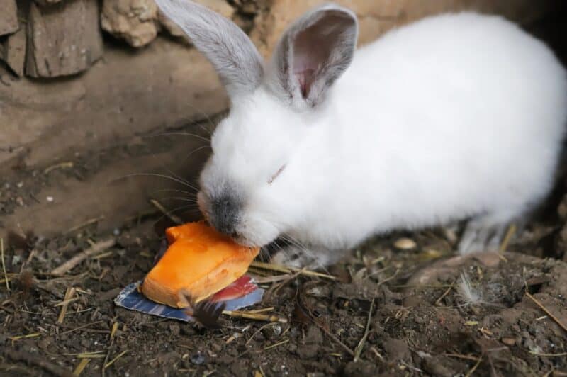 white rabbit eating a piece of pumpkin
