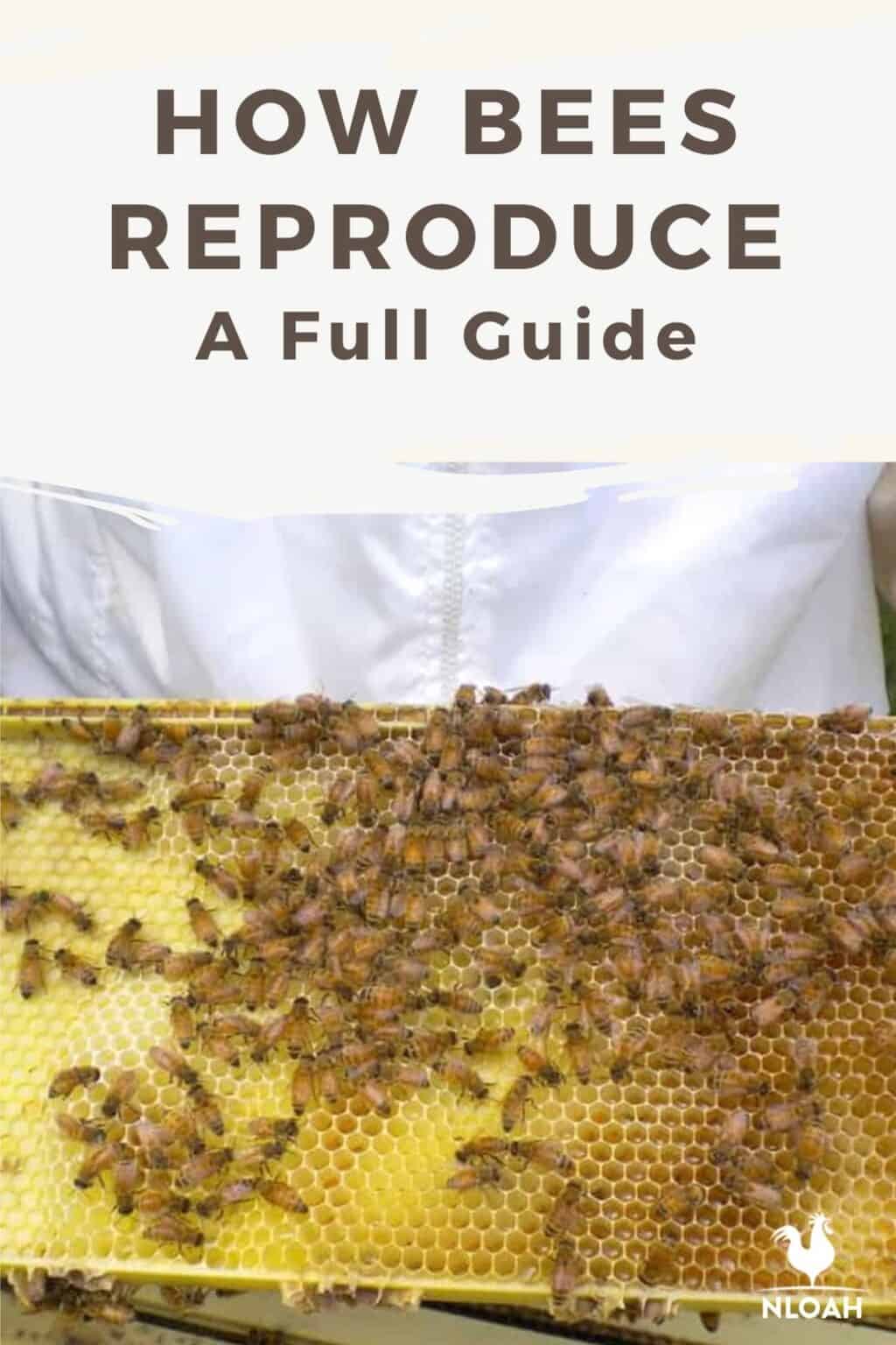 How Bees Reproduce How Bees Reproduce: A Full Guide