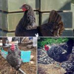 dual purpose chickens collage