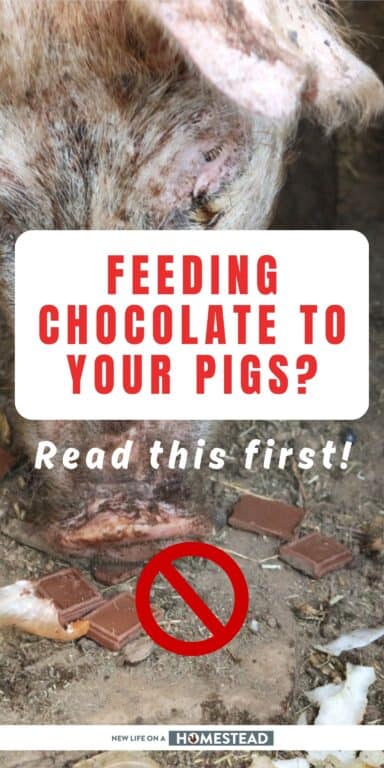 pigs eating chocolate Pinterest