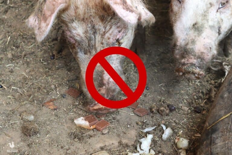 pigs eating chocolate forbidden