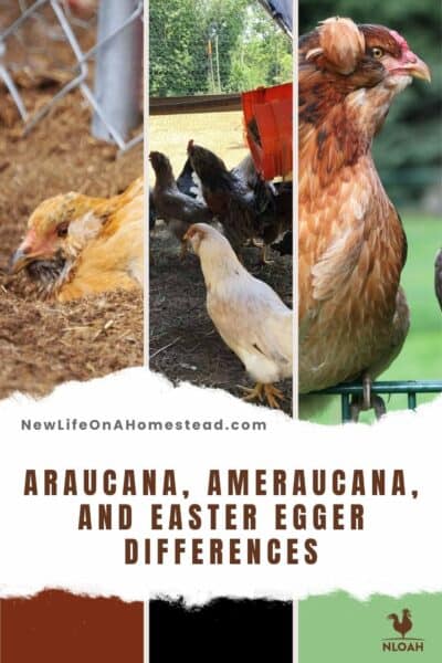 Araucanas, Ameraucanas, Easter Eggers pin image