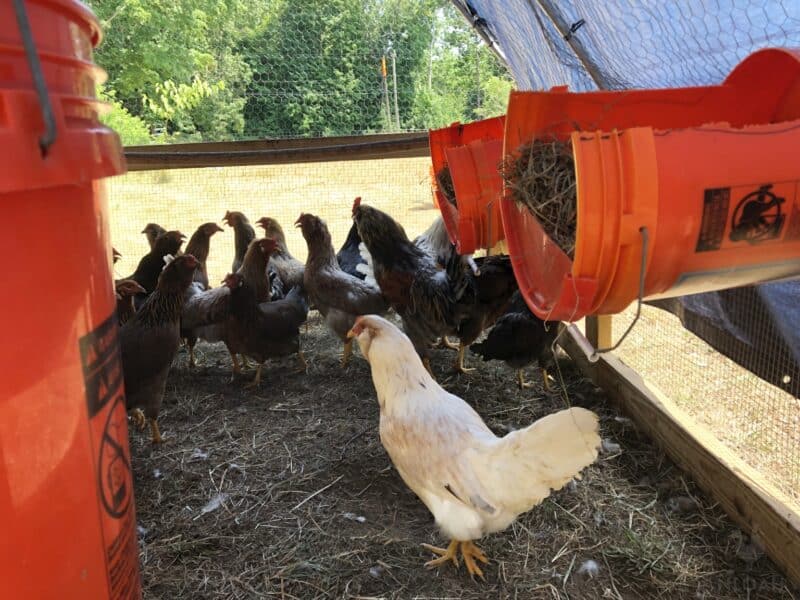 Easter Eggers in a Chicken Tractor