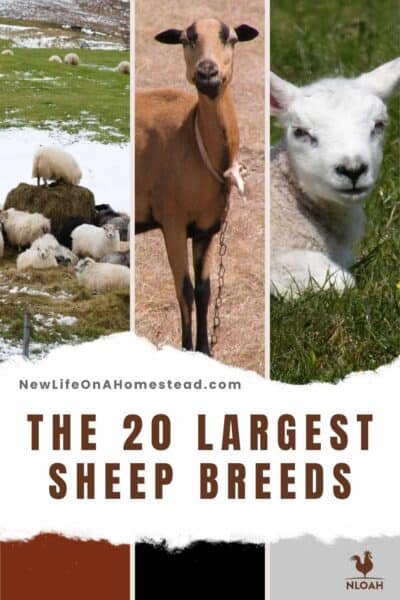 largest sheep breeds pin image