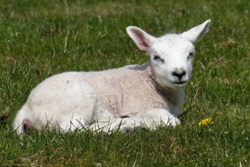 a Texel lamb