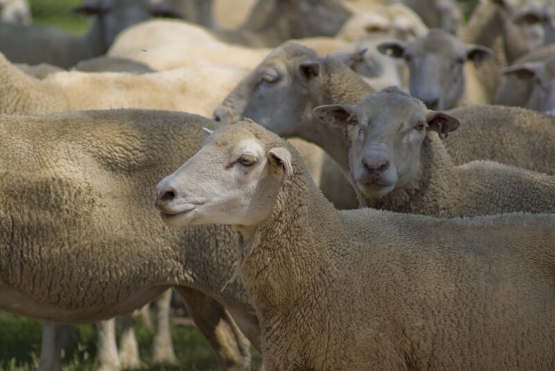 a few dorper ewes