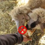 a couple of sheep trying some bread