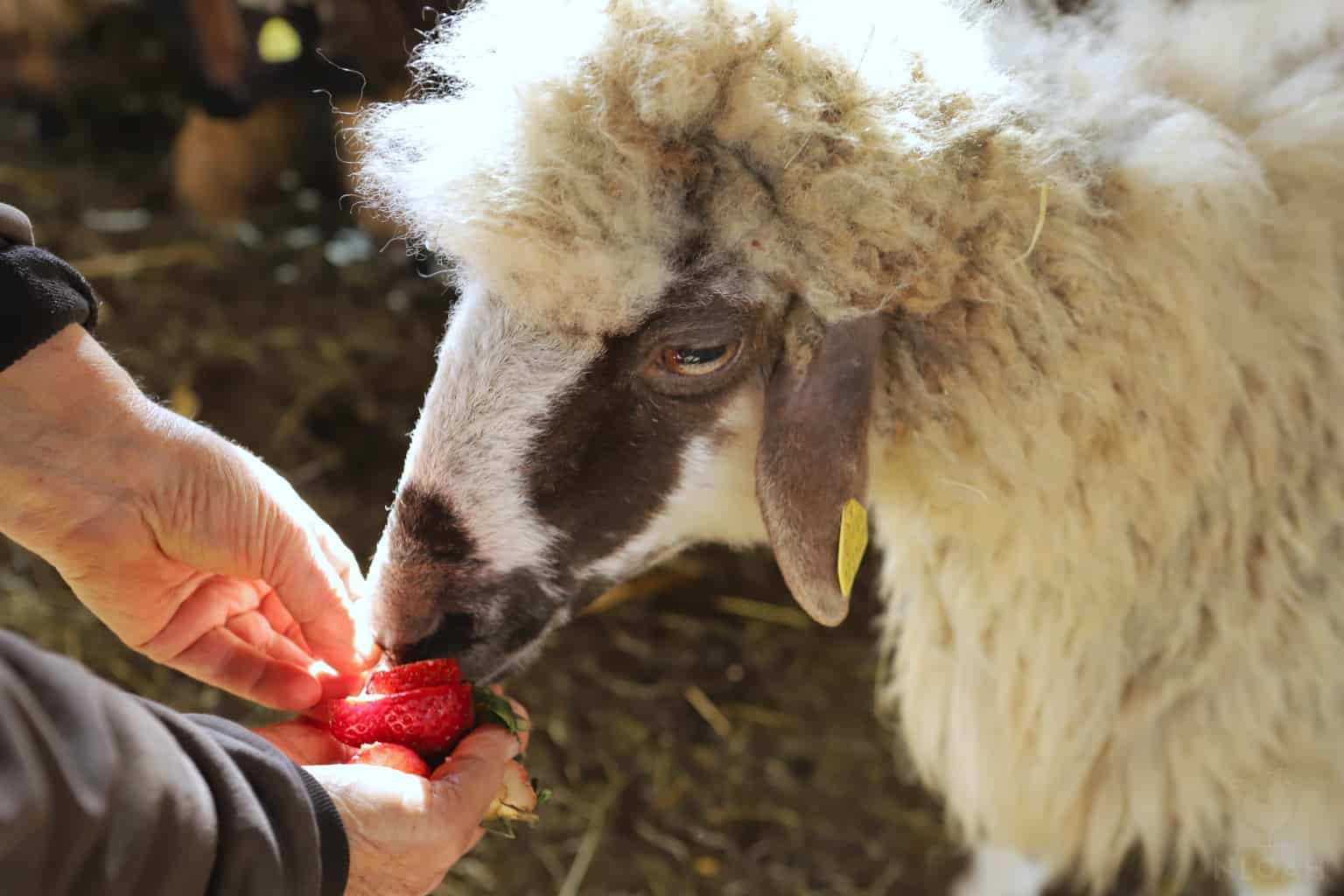 a sheep trying some strawberries