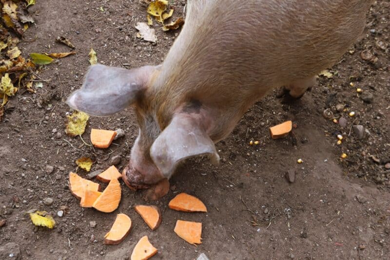 pig trying sliced sweet potatoes