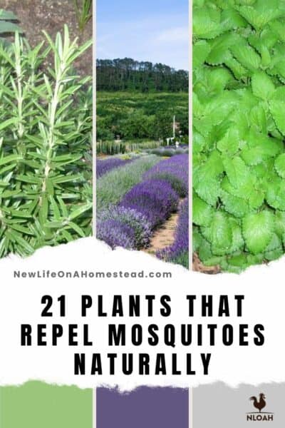 repelling mosquitoes plants pin image