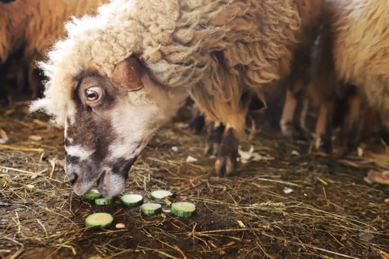 sheep eating sliced cucumber