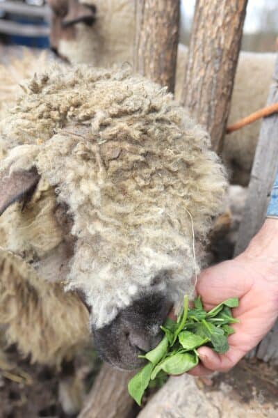 sheep eating some spinach