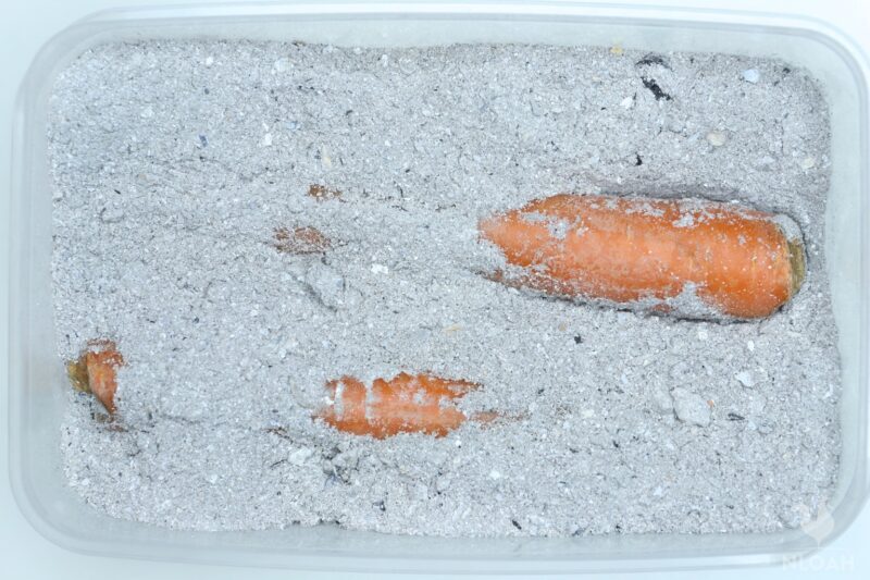 two carrots in fine wood ash