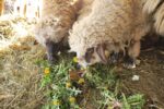 two sheep eating harvested dandelions