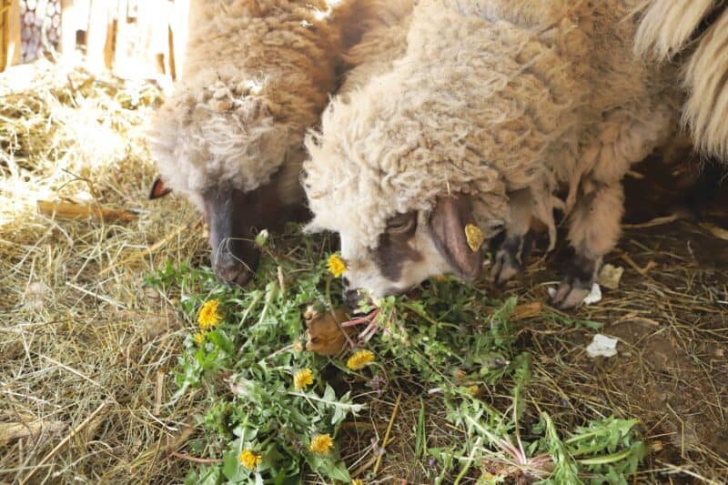 two sheep eating harvested dandelions