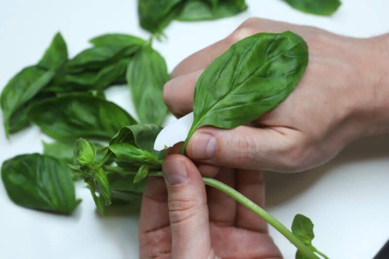 cutting basil leaves with knife
