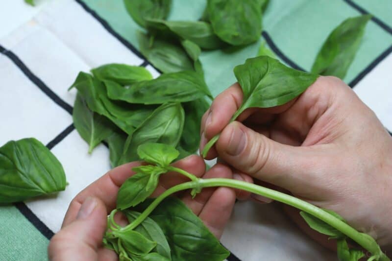 removing basil leaves