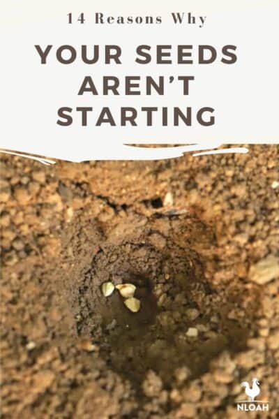 seeds not starting Pinterest image