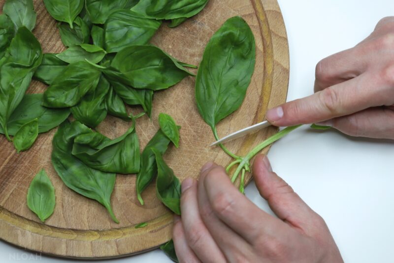 snipping basil leaves