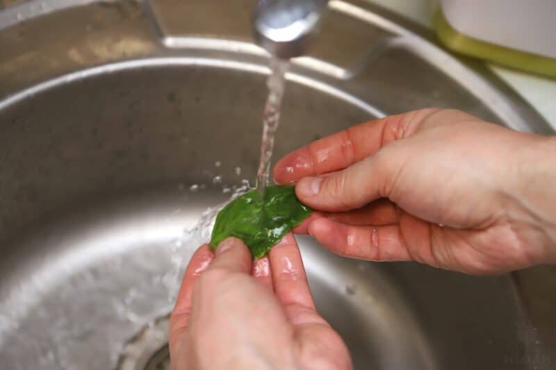 washing a basil leaf