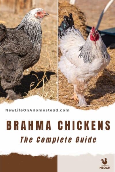 Brahma chickens pin image