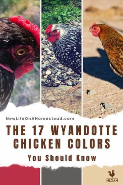 NLOAH The 17 Wyandotte Chicken Colors Pintrerest