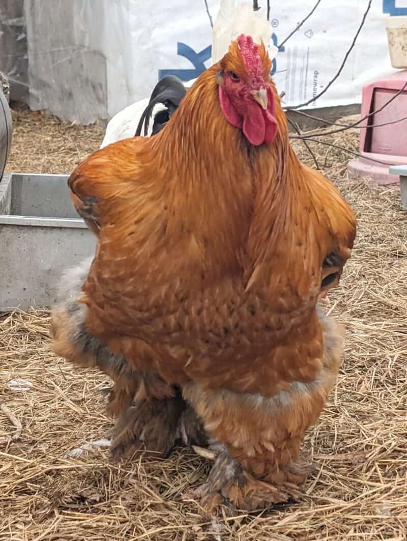 a Cochin rooster