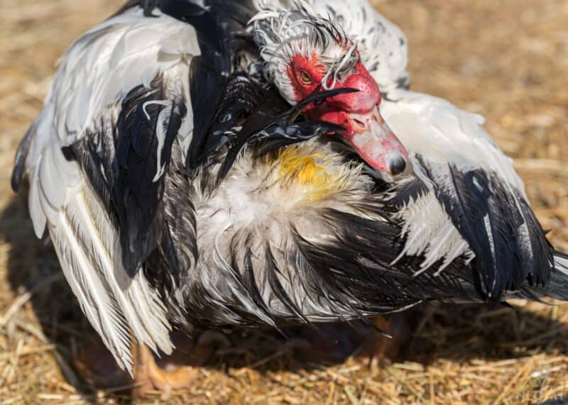 Muscovy duck using oil gland during preening