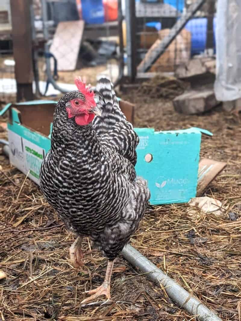 a barred Plymouth rock hen
