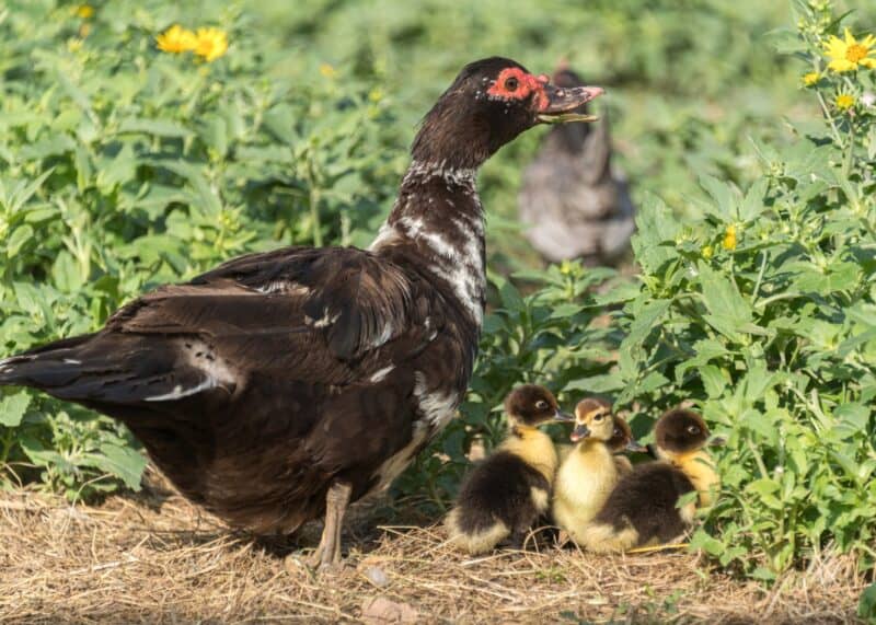 black Muscovy hen with brood of black ducklings