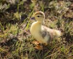 blue Muscovy duckling