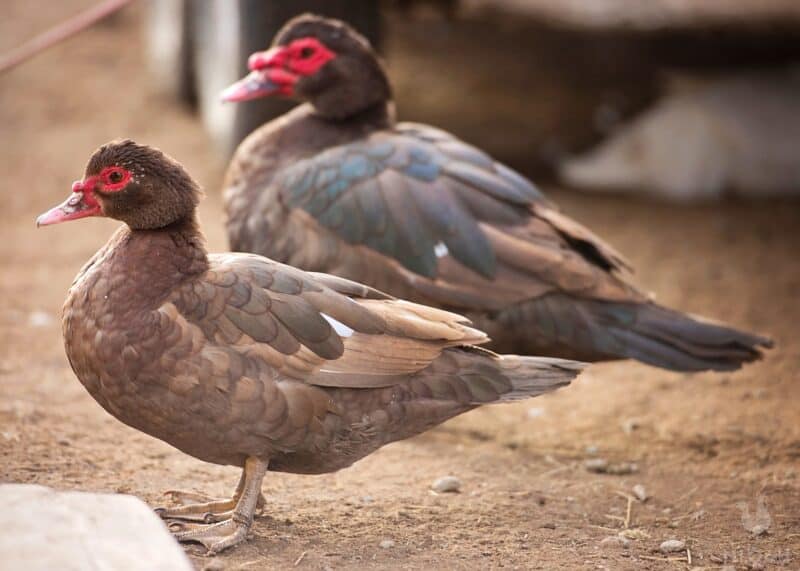 chocolate Muscovy hen in front and drake in back