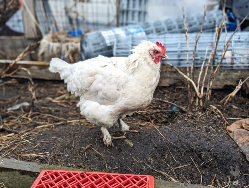 a leghorn with ruffled feathers