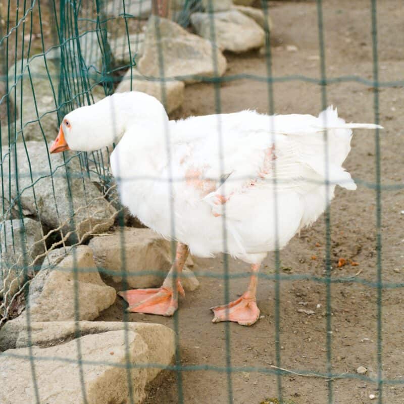 a molting white goose