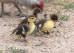 three black muscovy ducklings