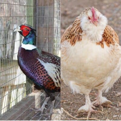 chickens pheasants inbreeding featured image